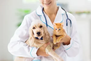 Mutuelle chien