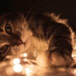 assurance animaux chat
