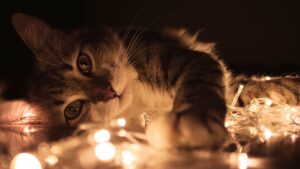 assurance animaux chat