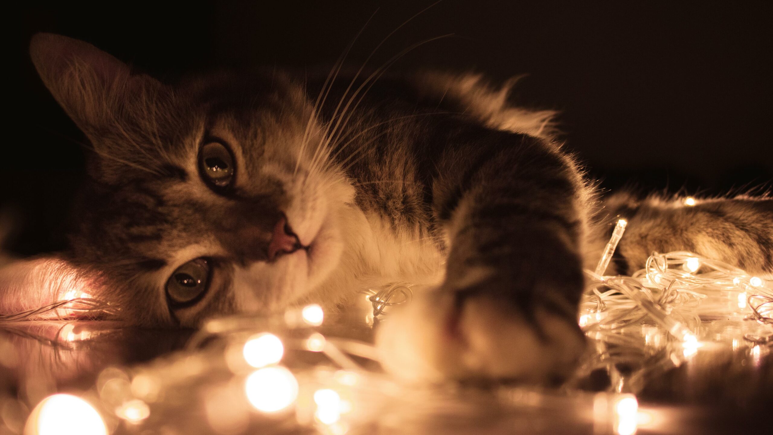 assurance animaux chat