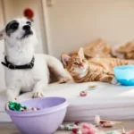 Assurance animaux de compagnie chat chien