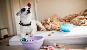 Assurance animaux de compagnie chat chien