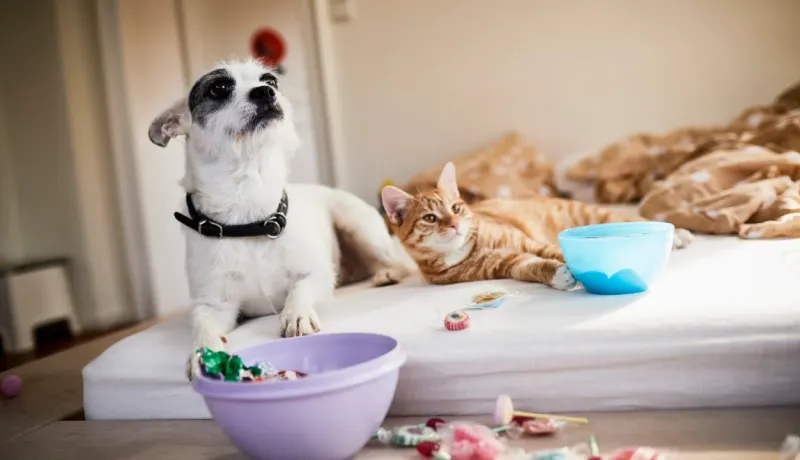 Assurance animaux de compagnie chat chien